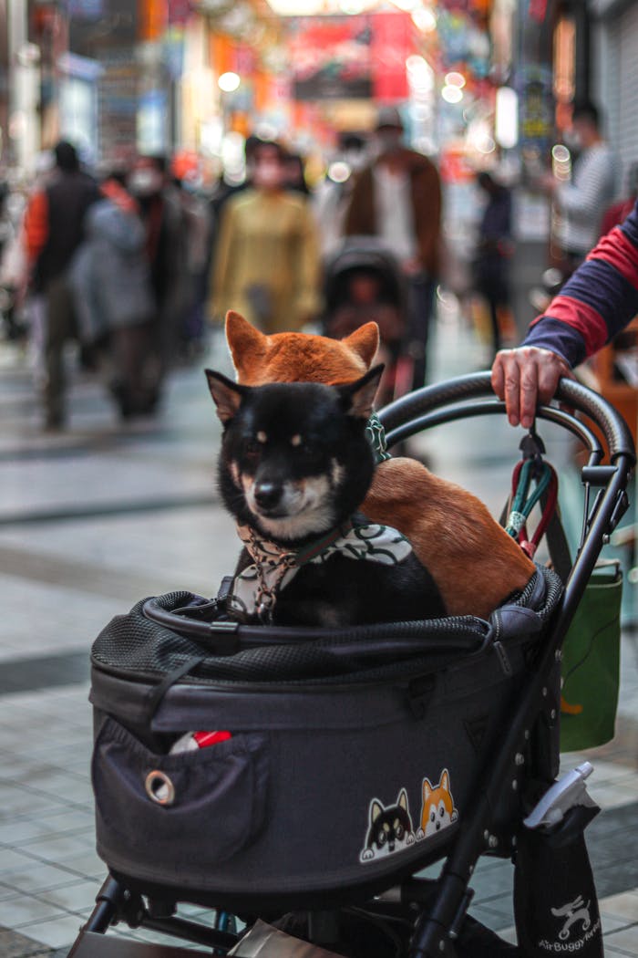 Two Shiba Inu dogs sit in a stroller in a bustling city street, capturing urban lifestyle.