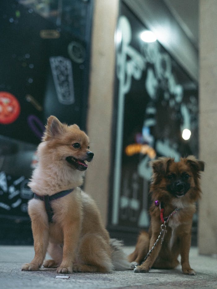 Two small dogs on leashes sit in front of a brightly-lit shop, playful and alert.