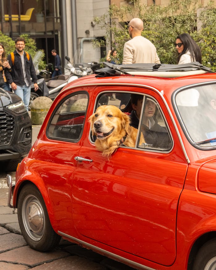 A golden retriever enjoys a ride in a charming vintage red car on a lively city street.